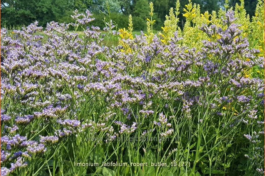 Limonium latifolium 'Robert Butler'