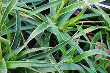 Luzula sylvatica 'Bromel'