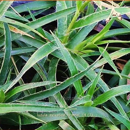 Luzula sylvatica 'Bromel'