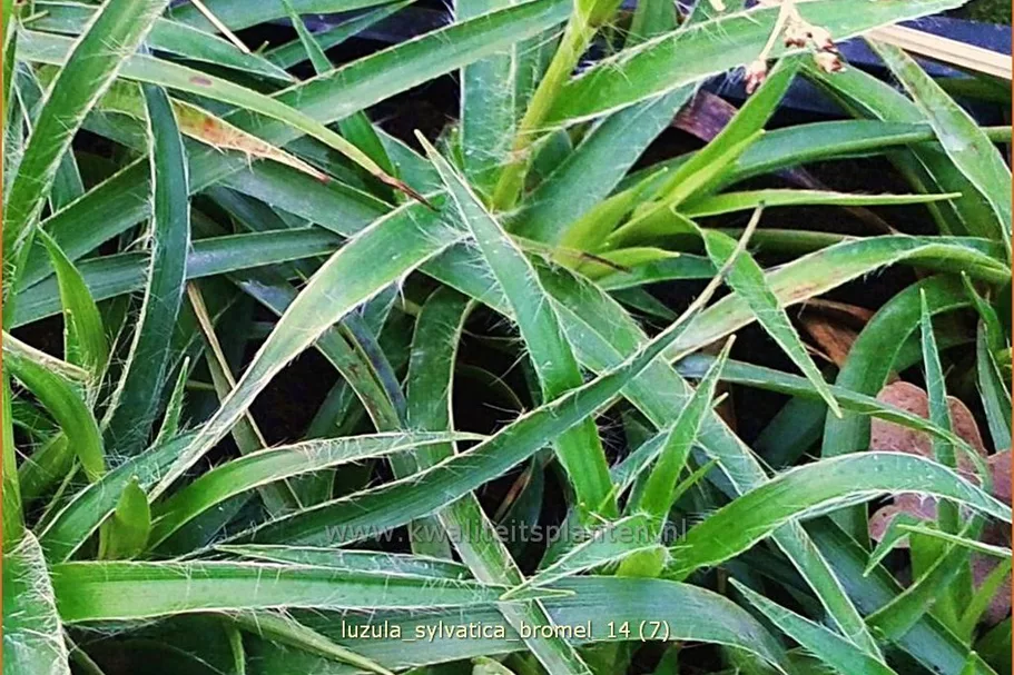 Luzula sylvatica 'Bromel'