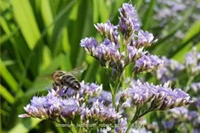 Limonium latifolium 'Robert Butler'