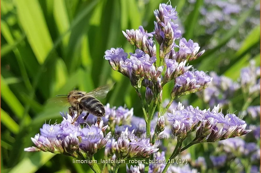 Limonium latifolium 'Robert Butler'
