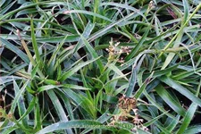 Luzula sylvatica 'Bromel'