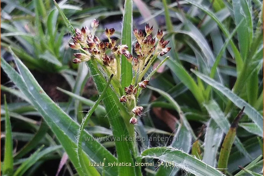 Luzula sylvatica 'Bromel'