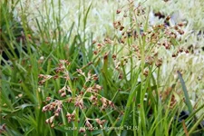 Luzula sylvatica 'Galgenveld'