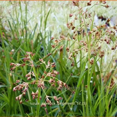 Luzula sylvatica 'Galgenveld'