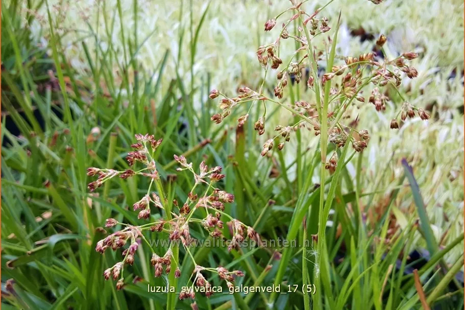 Luzula sylvatica 'Galgenveld'