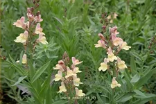 Linaria 'Peachy'