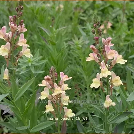 Linaria 'Peachy'