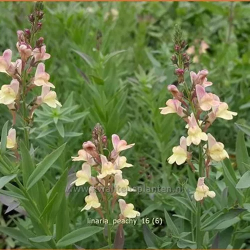 Linaria 'Peachy'