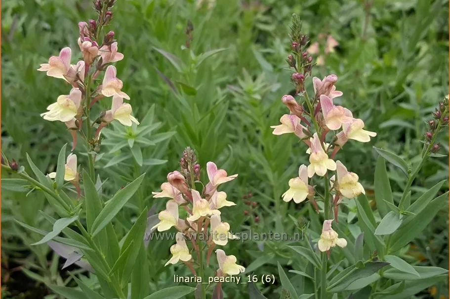 Linaria 'Peachy'