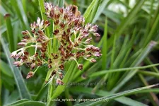 Luzula sylvatica 'Galgenveld'
