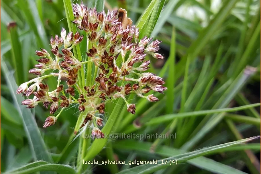 Luzula sylvatica 'Galgenveld'
