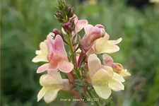 Linaria 'Peachy'