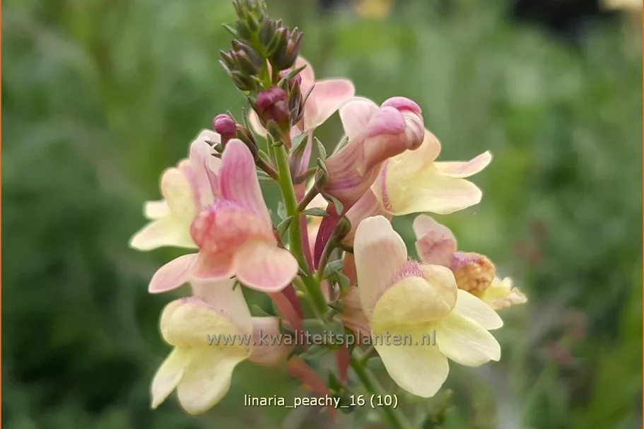 Linaria 'Peachy'