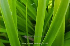 Luzula sylvatica 'Galgenveld'