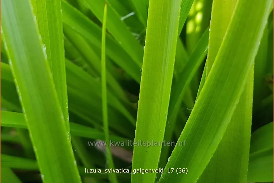 Luzula sylvatica 'Galgenveld'