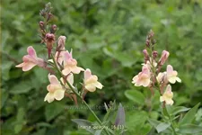 Linaria 'Peachy'