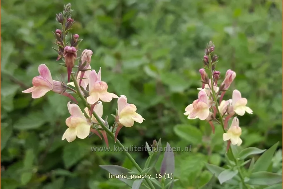 Linaria 'Peachy'