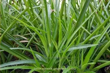 Luzula sylvatica 'Galgenveld'