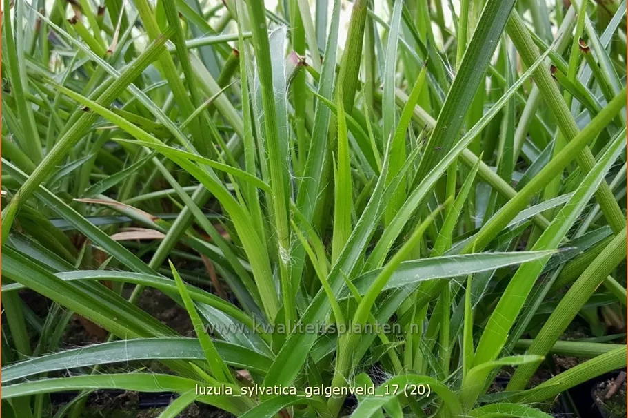 Luzula sylvatica 'Galgenveld'