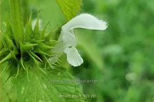 Lamium album