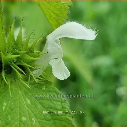 Lamium album