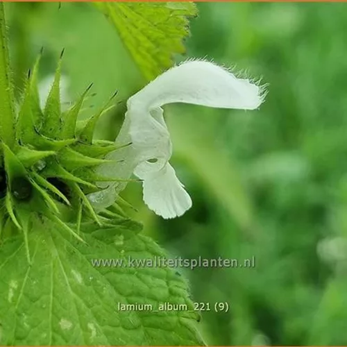 Lamium album