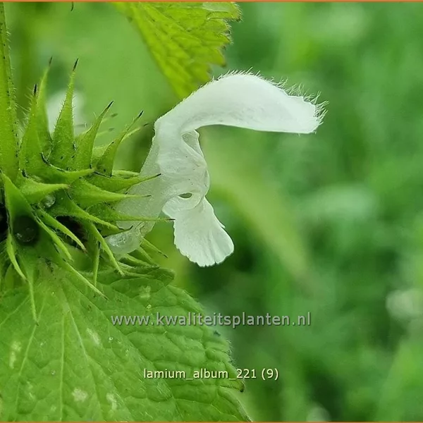 Lamium album