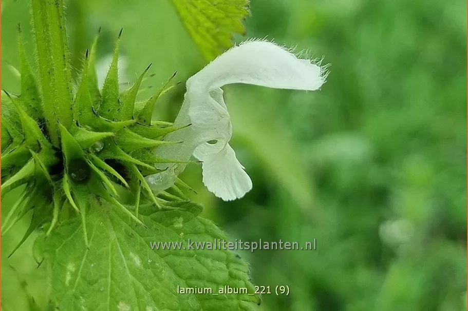 Lamium album