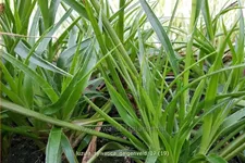 Luzula sylvatica 'Galgenveld'