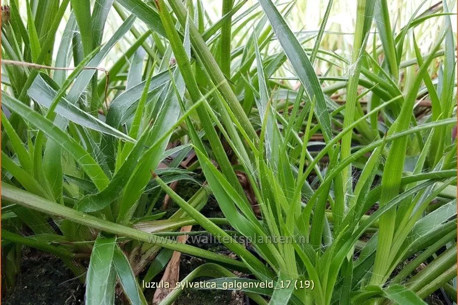 Luzula sylvatica 'Galgenveld'