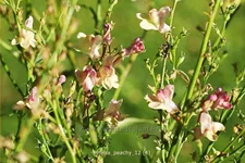Linaria 'Peachy'