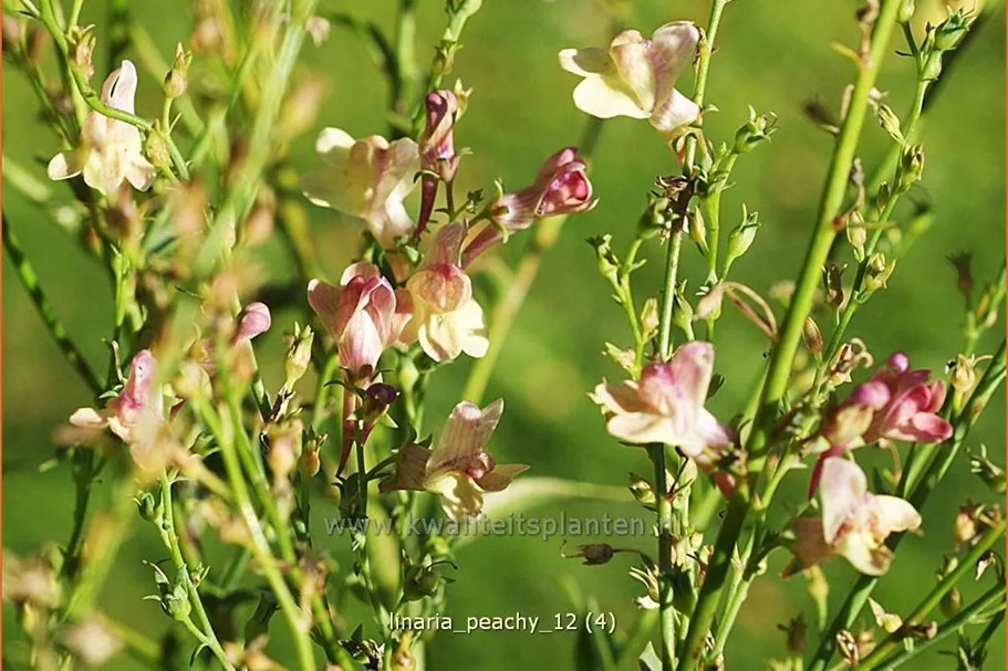 Linaria 'Peachy'