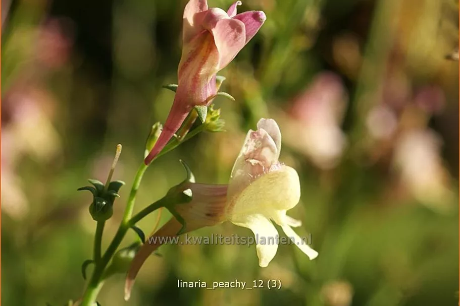 Linaria 'Peachy'