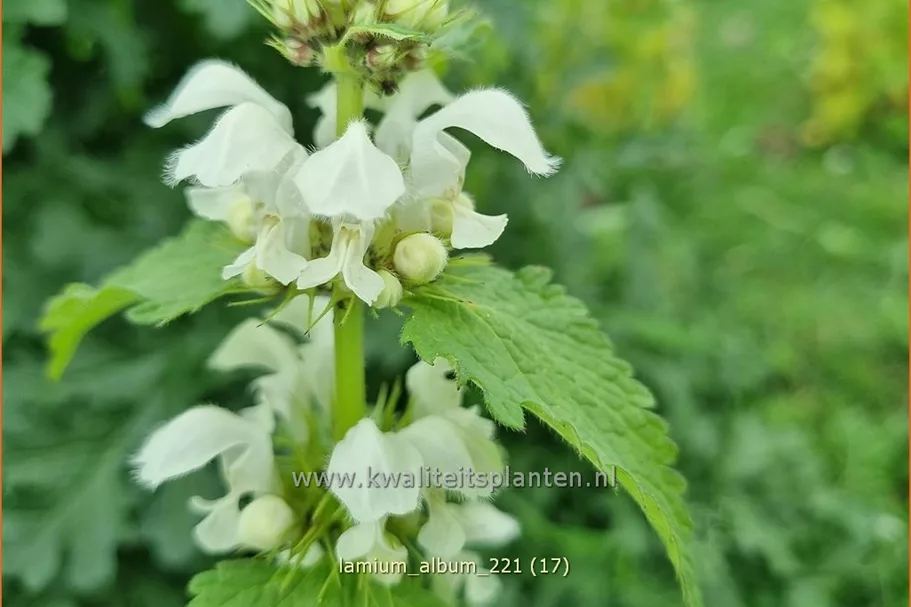Lamium album