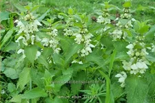 Lamium album