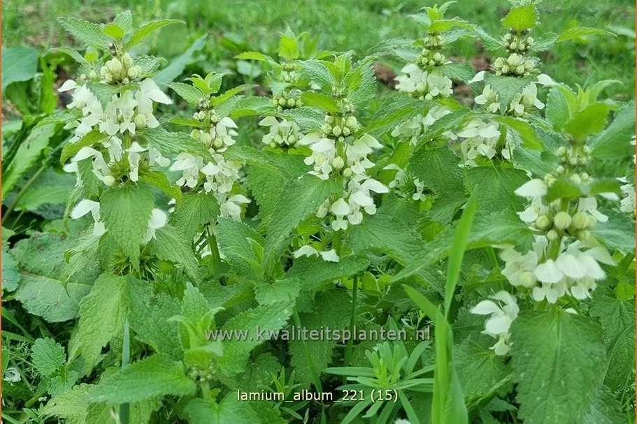 Lamium album