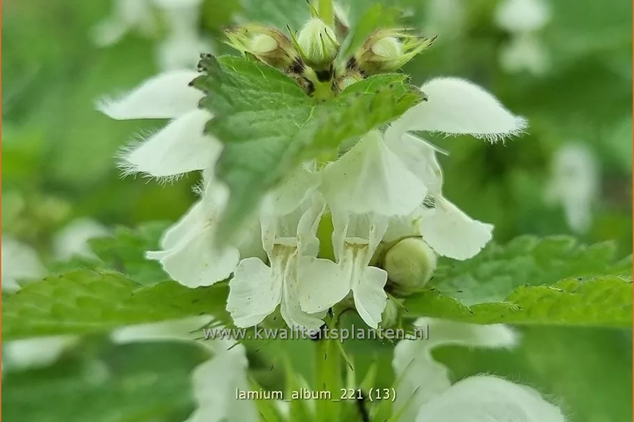Lamium album