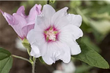 Lavatera thuringiaca 'Barnsley'