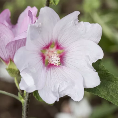 Lavatera thuringiaca 'Barnsley'