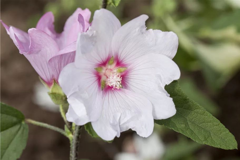 Lavatera thuringiaca 'Barnsley'