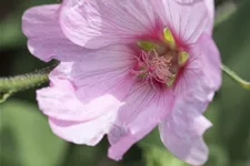 Lavatera thuringiaca 'Barnsley'