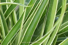 Luzula sylvatica 'Marginata'