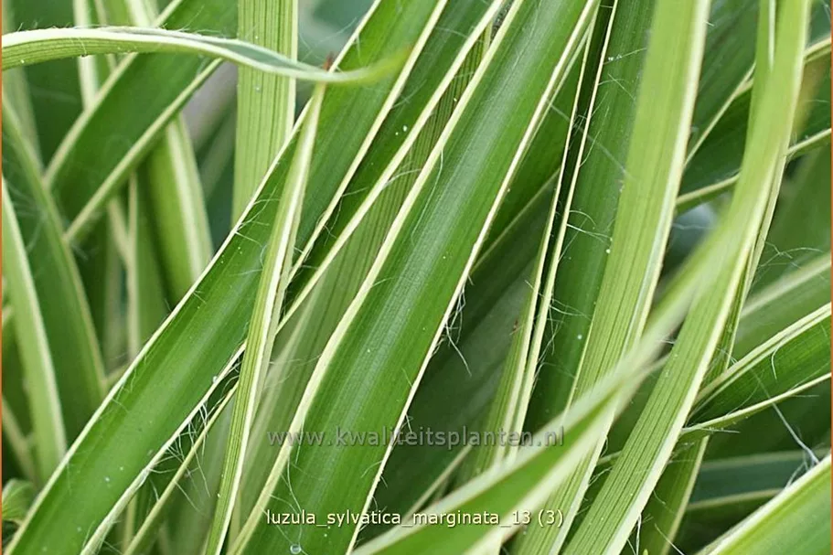 Luzula sylvatica 'Marginata'