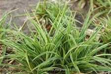 Luzula sylvatica 'Marginata'