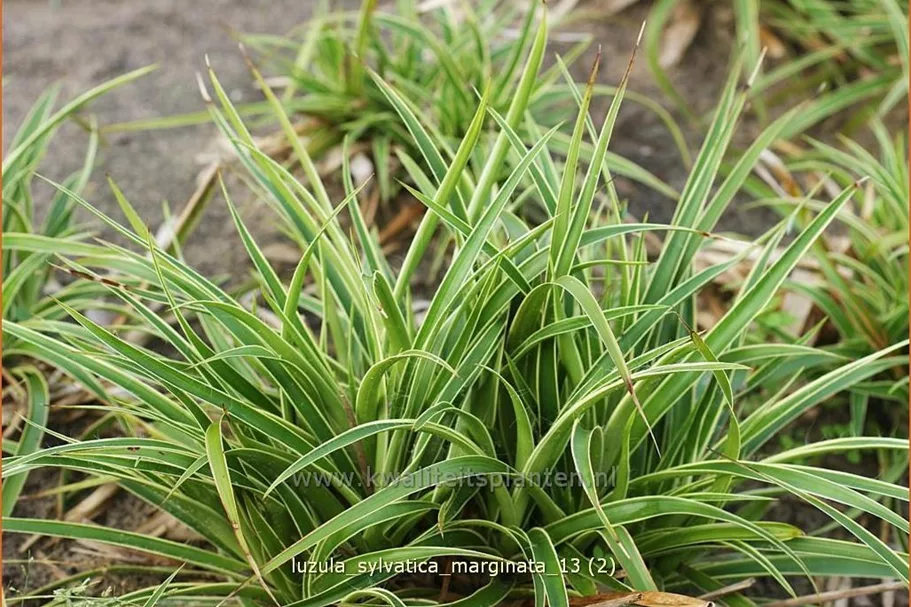 Luzula sylvatica 'Marginata'