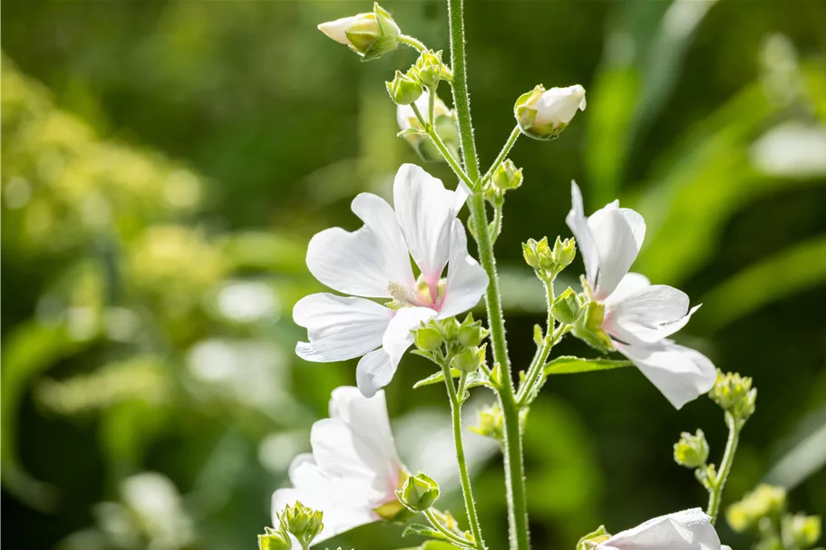 Lavatera thuringiaca 'Barnsley'