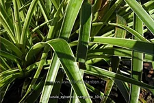 Luzula sylvatica 'Marginata'