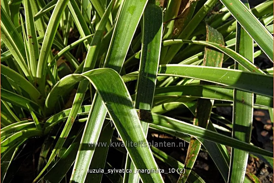 Luzula sylvatica 'Marginata'